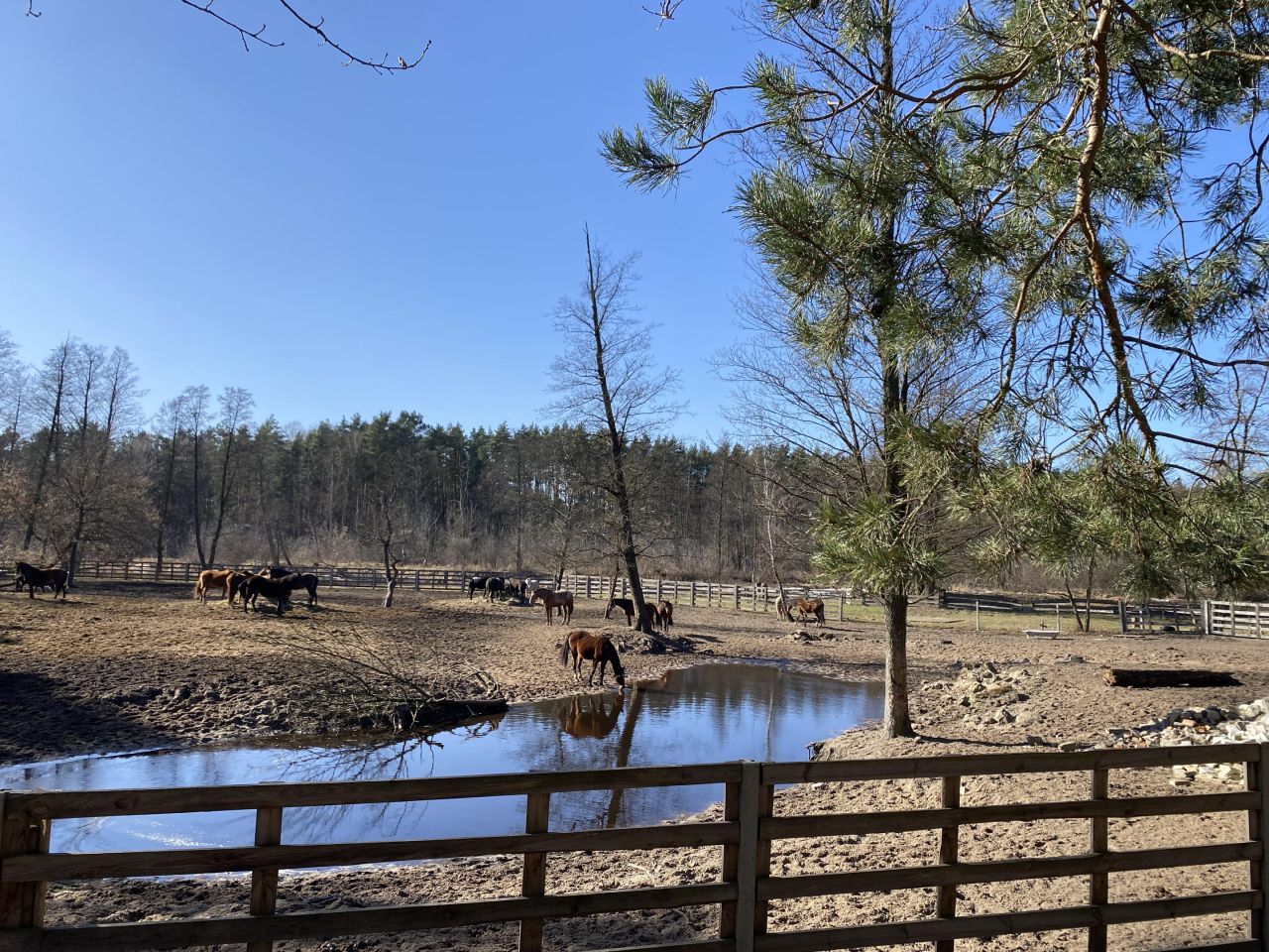 Działka budowlana Kaliska. Zdjęcie 8