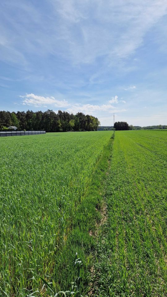 Działka budowlana Karszew. Zdjęcie 5