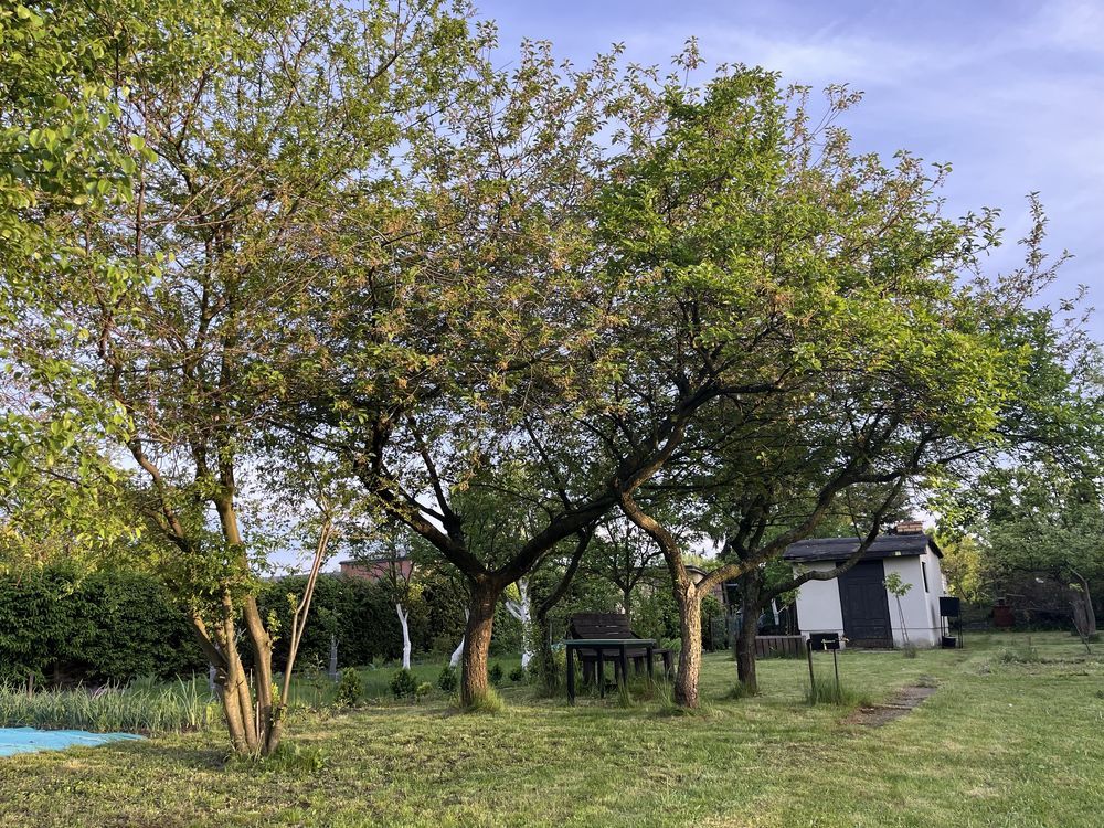 Działka rod Świdnica, ul. Śląska. Zdjęcie 3