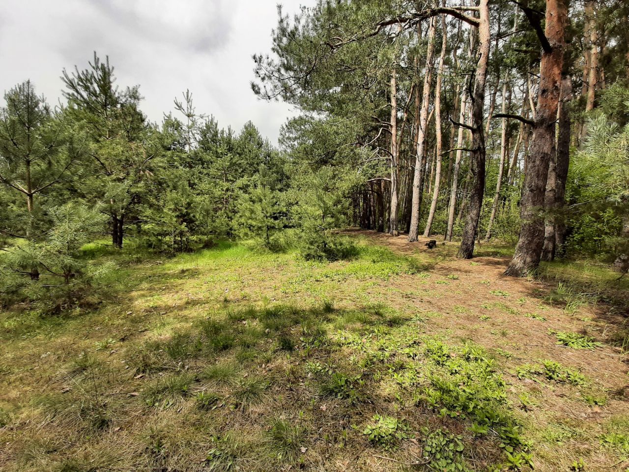 Działka rolna Popielżyn-Zawady. Zdjęcie 6