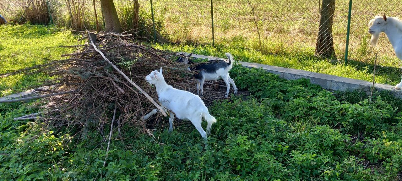Działka budowlana Krasnystaw, ul. Kościuszki. Zdjęcie 3