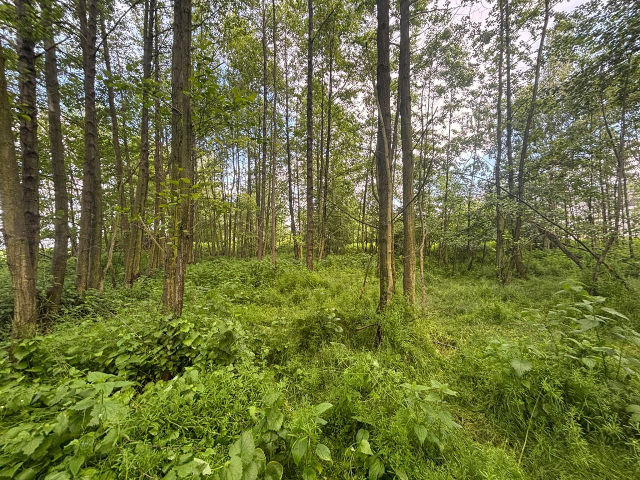 Działka budowlana Księginice. Zdjęcie 5