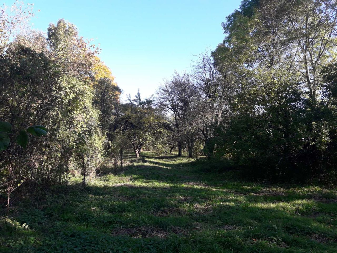 Działka siedliskowa Przybudki. Zdjęcie 3