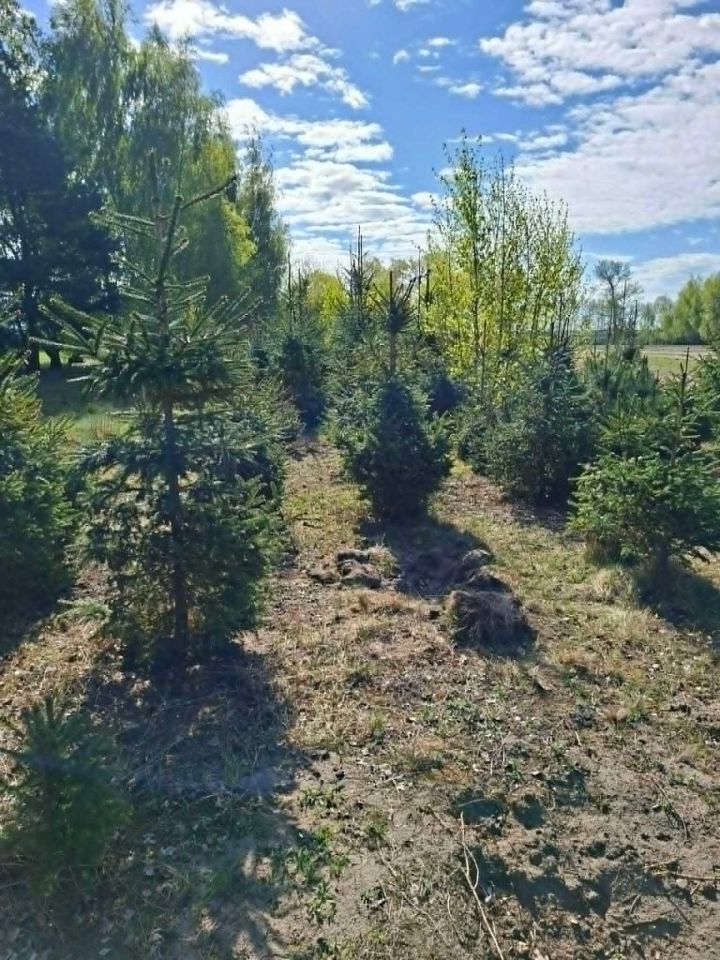 Działka rolna Szczepanów. Zdjęcie 6