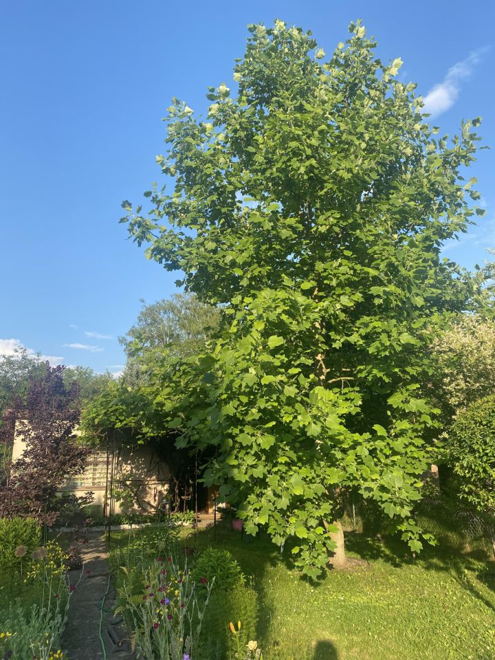 Działka rod Otwock Teklin, ul. Grunwaldzka. Zdjęcie 4