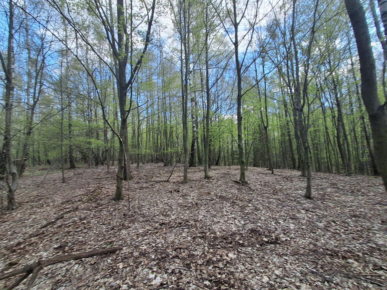 Działka leśna Lipnica Dolna, BRAK. Zdjęcie 4