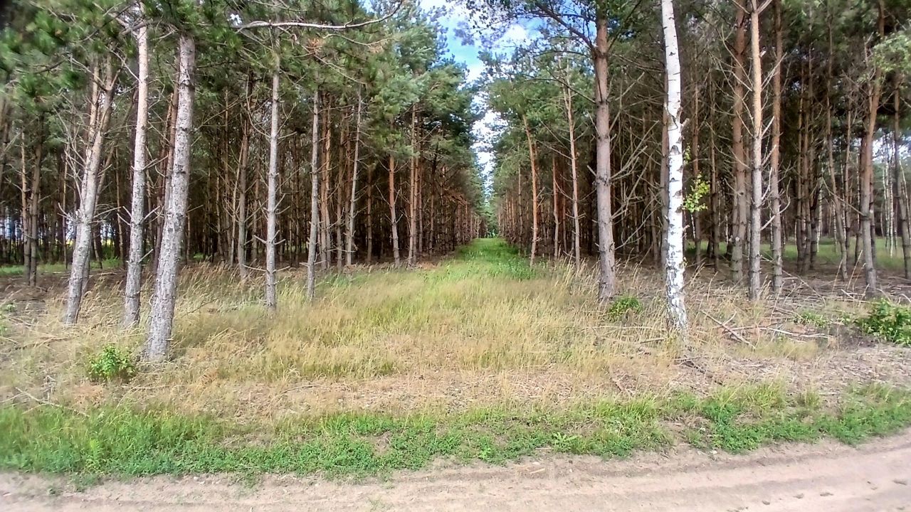 Działka leśna Żydowo. Zdjęcie 10