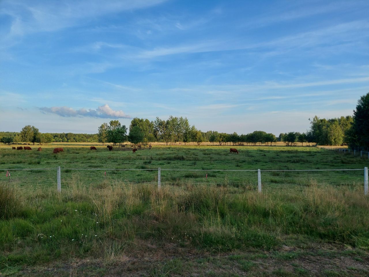 Działka rolna Roździn. Zdjęcie 2