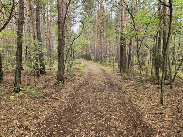 Działka budowlana Michałów-Reginów, ul. Piaskowa. Zdjęcie 10