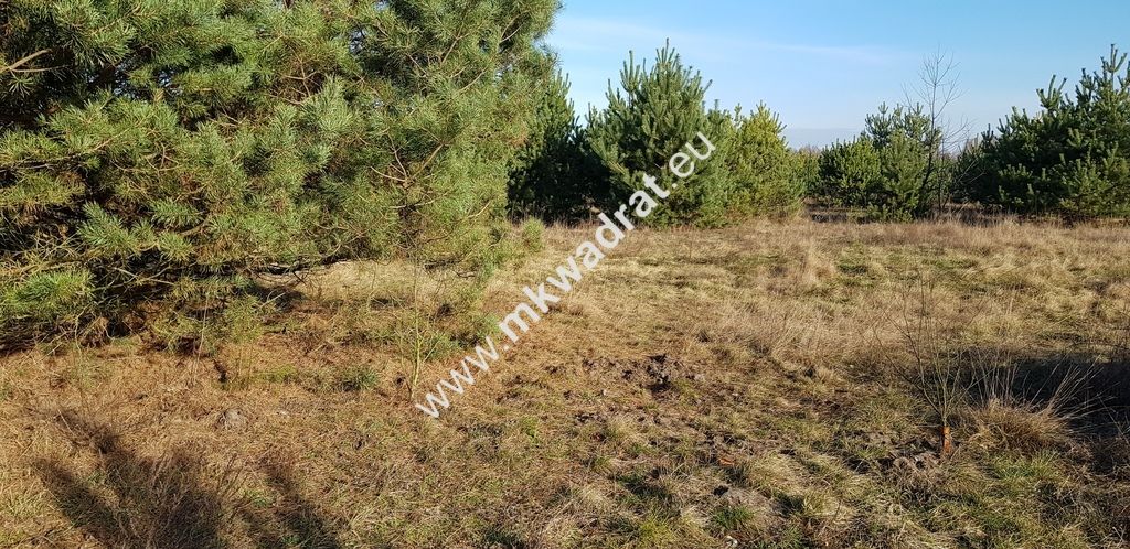 Działka budowlana Budy-Grzybek. Zdjęcie 4