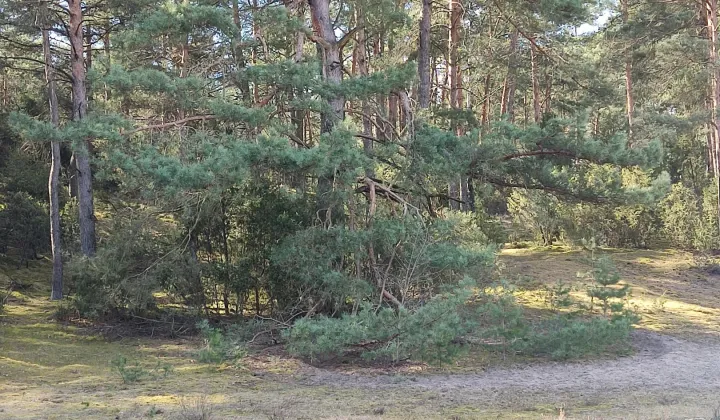Działka budowlana Sąsieczno Miszek, ul. Adama Mickiewicza