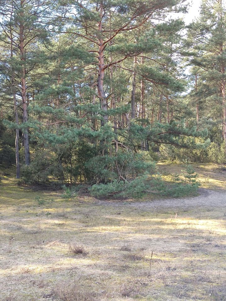 Działka budowlana Sąsieczno Miszek, ul. Adama Mickiewicza. Zdjęcie 1