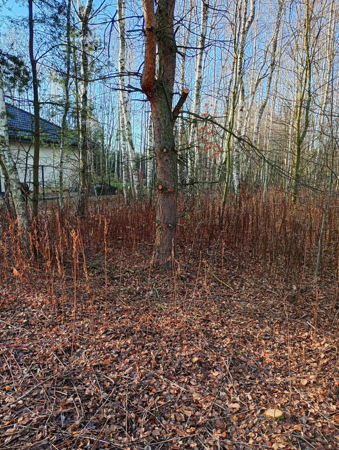 Działka budowlana Radonie. Zdjęcie 3