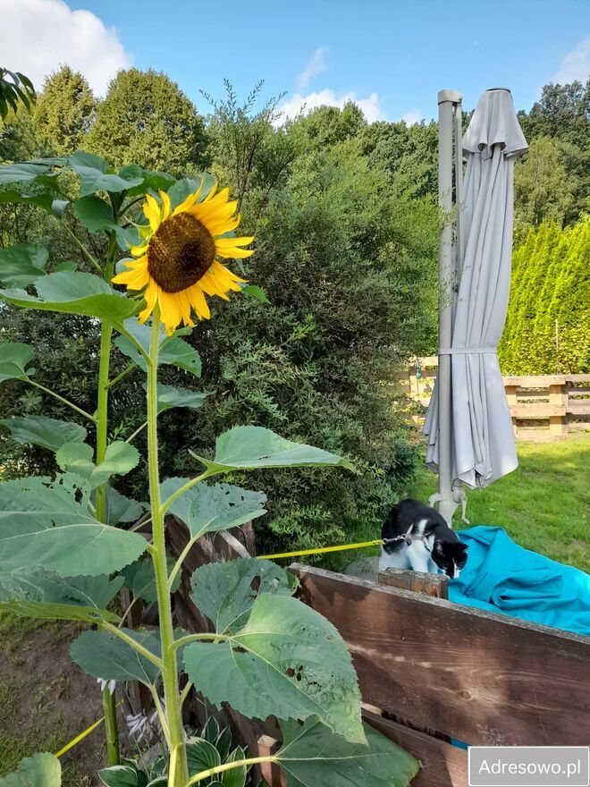 Działka rod Poznań, ul. Wrzesińska. Zdjęcie 9