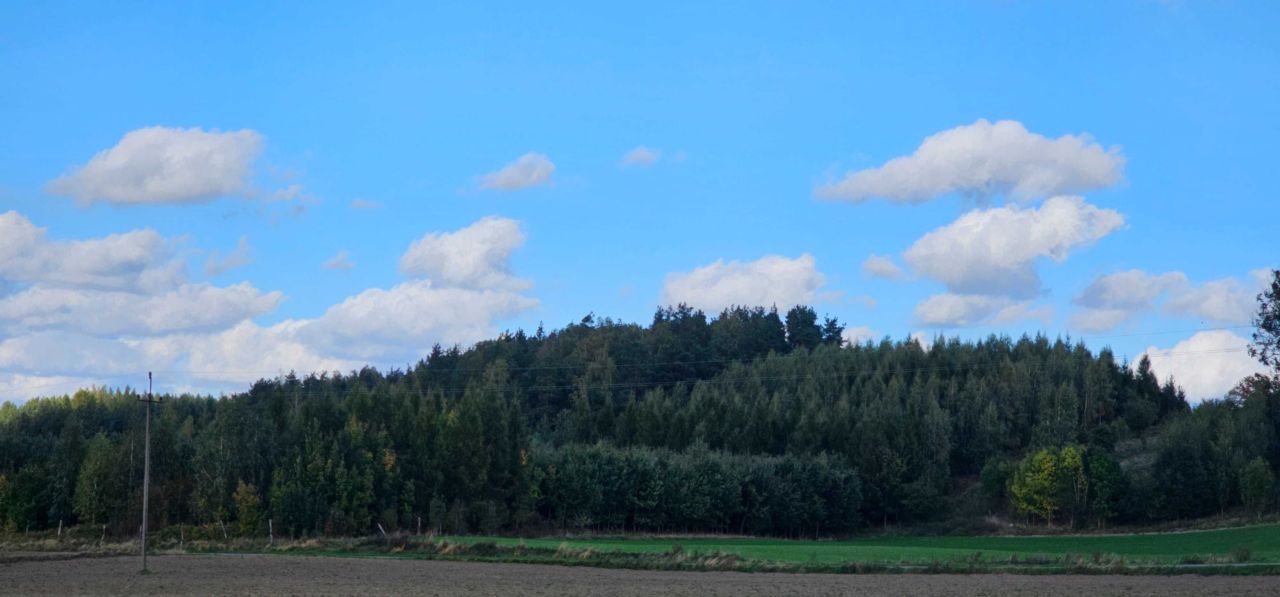 Działka leśna Zwiniarz. Zdjęcie 2