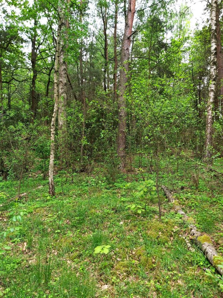 Działka budowlana Krzyżewo Nadrzeczne. Zdjęcie 2