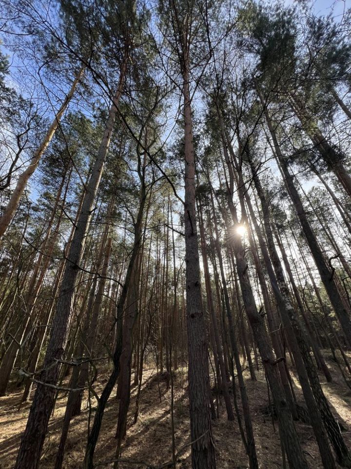 Działka leśna Dąbrówka. Zdjęcie 3