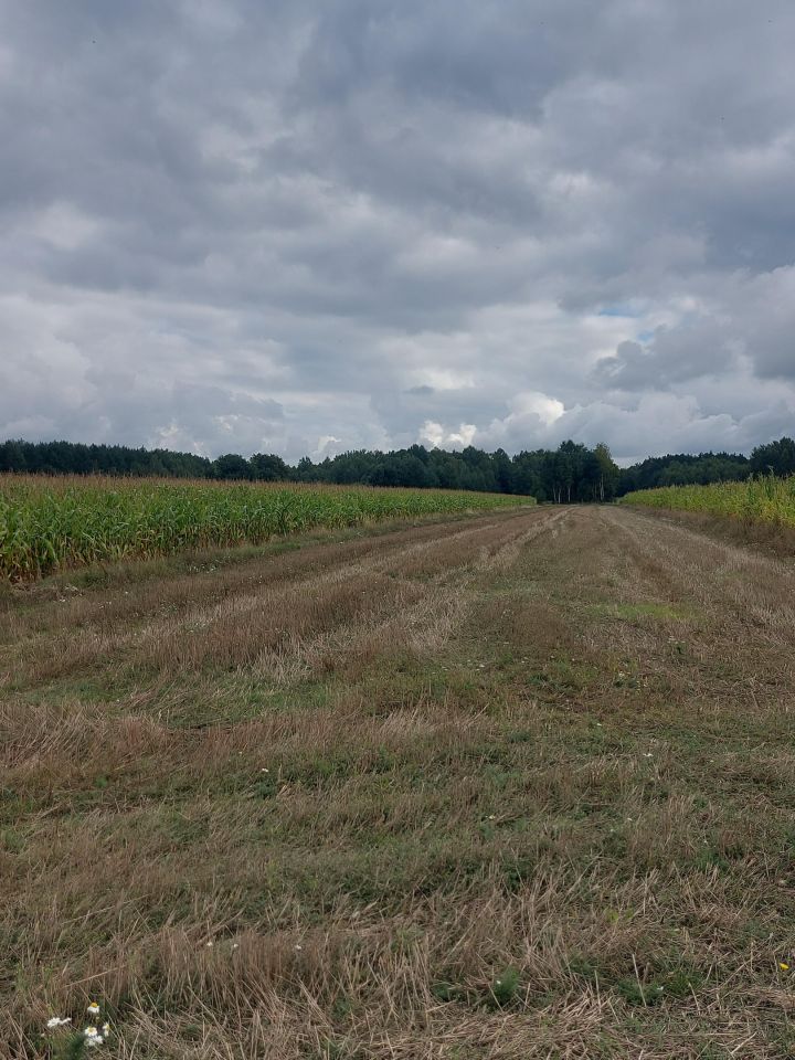 Działka rolna Podwody-Kolonia. Zdjęcie 4