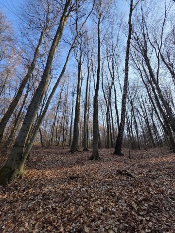 Działka leśna Pilica. Zdjęcie 1