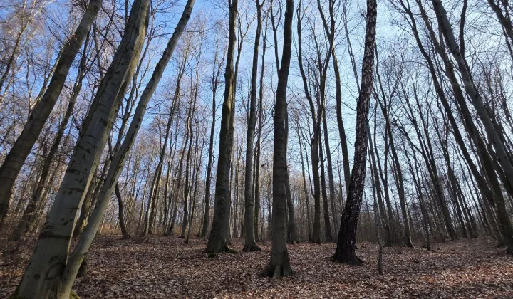 Działka leśna Pilica