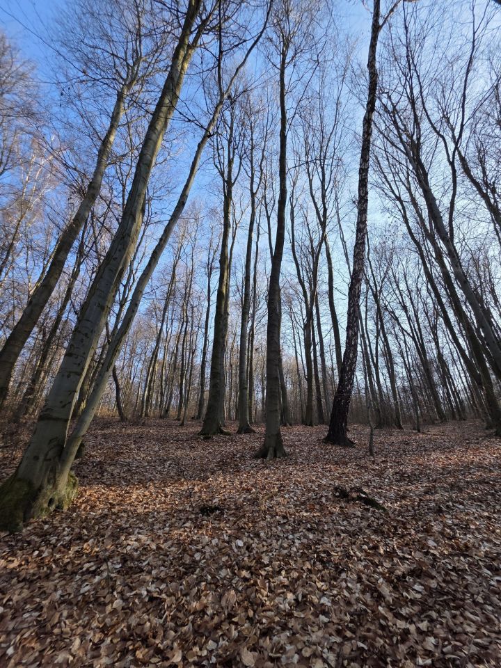 Działka leśna Pilica. Zdjęcie 1