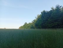 Działka Trzciano. Zdjęcie 4