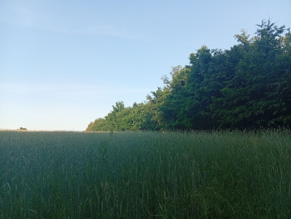 Działka Trzciano. Zdjęcie 5