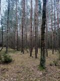 Działka leśna Jamborek. Zdjęcie 4