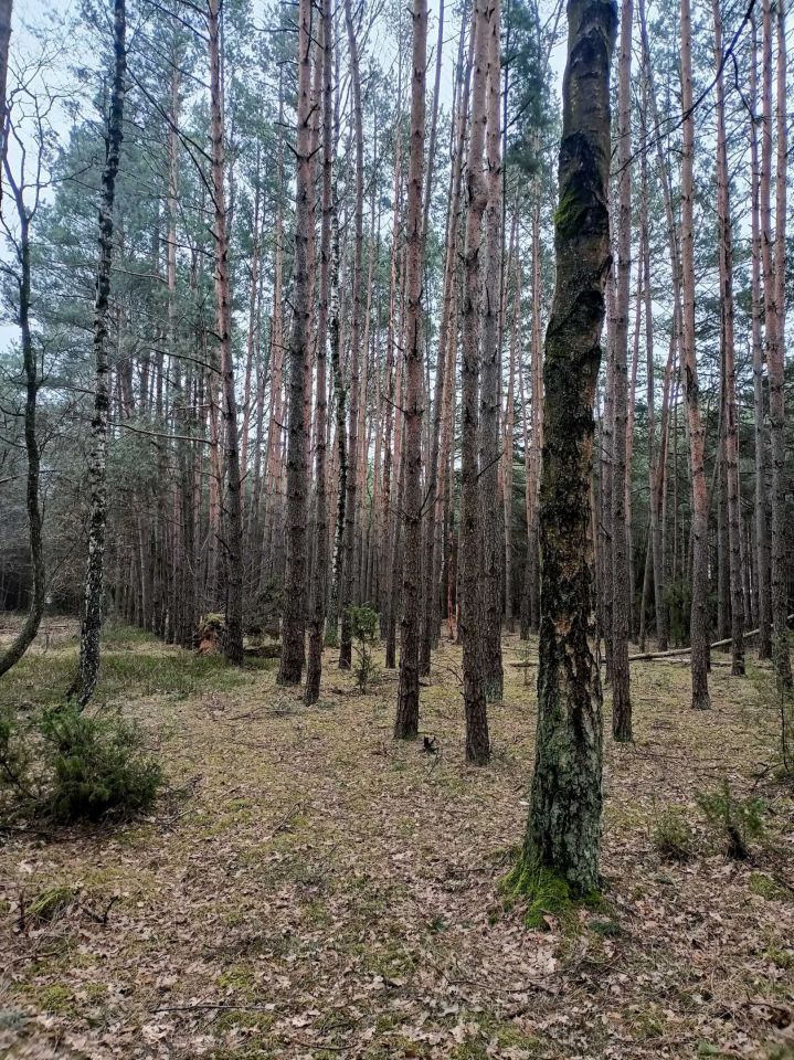 Działka leśna Jamborek. Zdjęcie 5