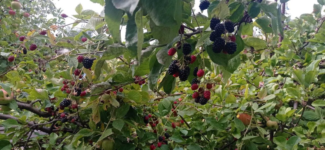 Działka rod Ostrów Wielkopolski, ul. Wysocka. Zdjęcie 5