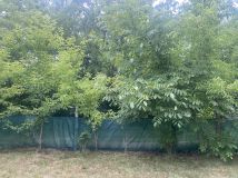 Działka rod Wrocław Księże Małe, ul. Cieszyńska. Zdjęcie 2