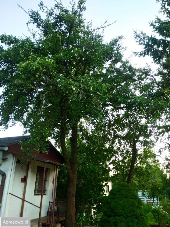 Działka rod Wrocław Muchobór Mały, ul. Góralska. Zdjęcie 17
