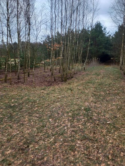 Działka leśna Szostek. Zdjęcie 3