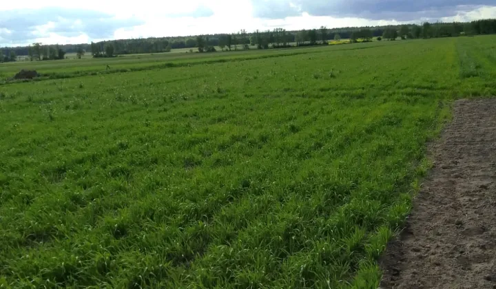 Działka budowlana Osiek Mały-Kolonia