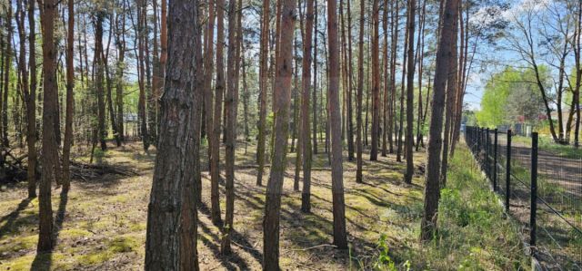 Działka leśna Makówka. Zdjęcie 2
