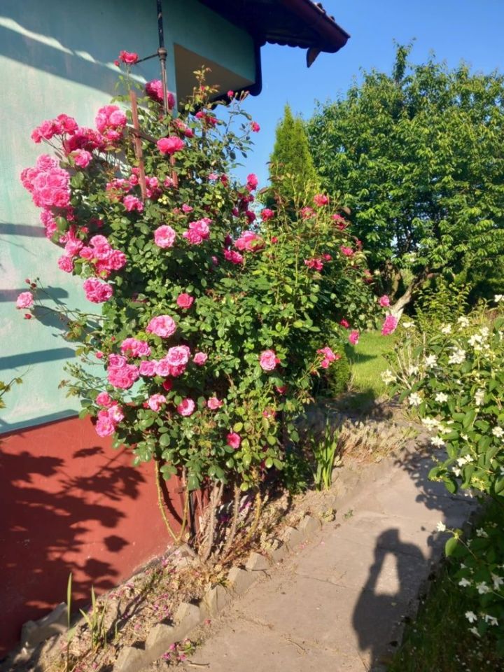 Działka rod Zabrze Rokitnica. Zdjęcie 6