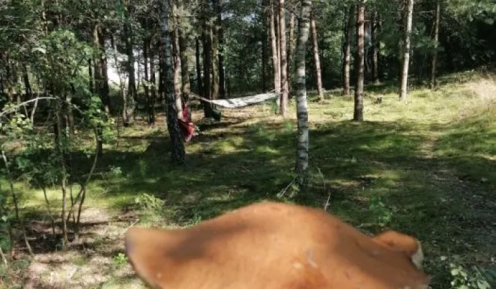 Działka budowlana Gołubie, ul. Jagodowa