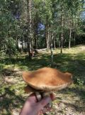 Działka budowlana Gołubie, ul. Jagodowa. Zdjęcie 3