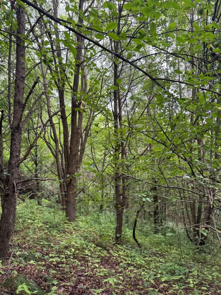 Działka leśna Zaborów. Zdjęcie 3