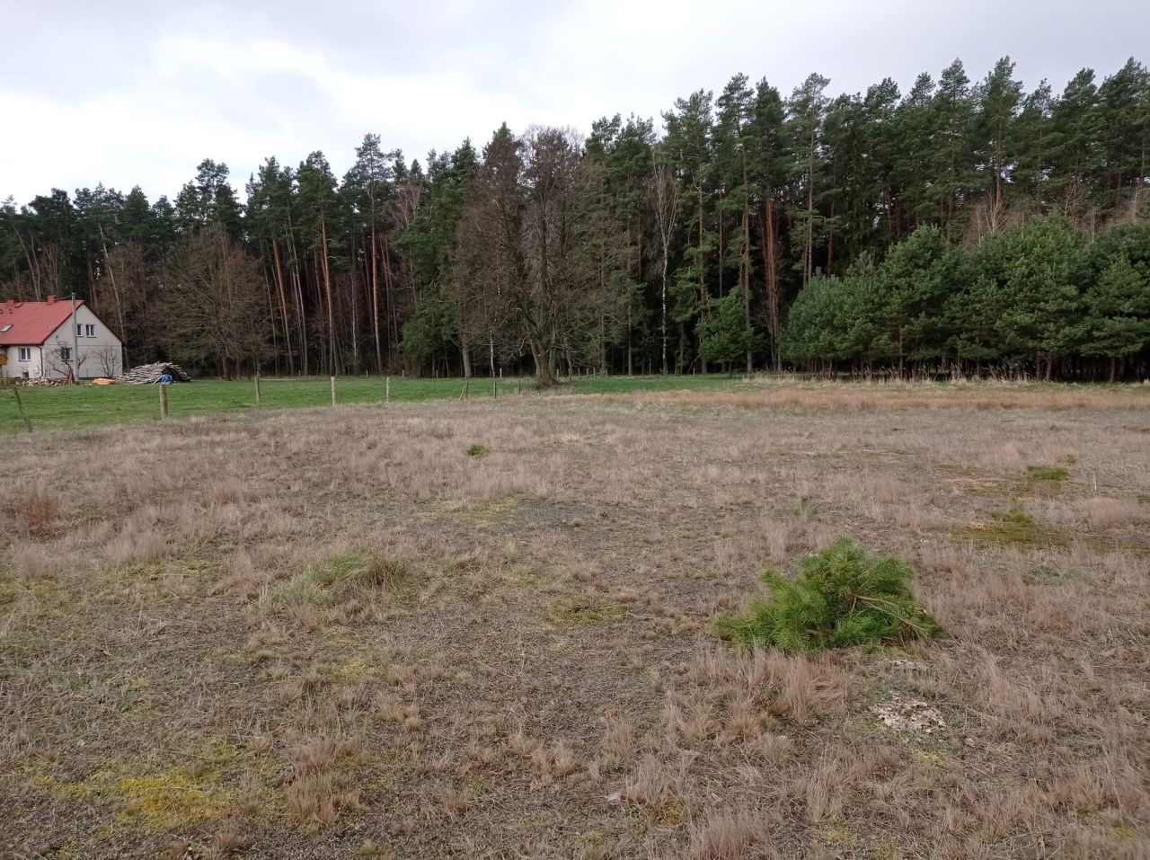 Działka budowlana Surowe. Zdjęcie 5