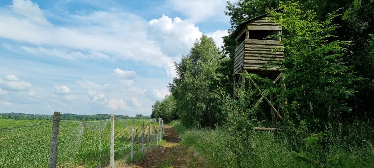Działka leśna Jankowice. Zdjęcie 10