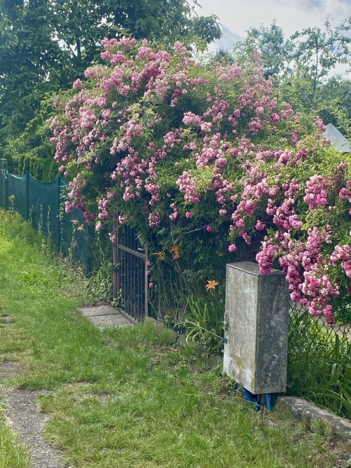 Działka rod Kraków Płaszów, ul. Nowohucka. Zdjęcie 2