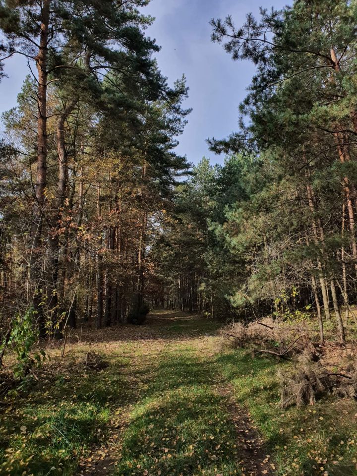 Działka leśna Olszowe. Zdjęcie 2