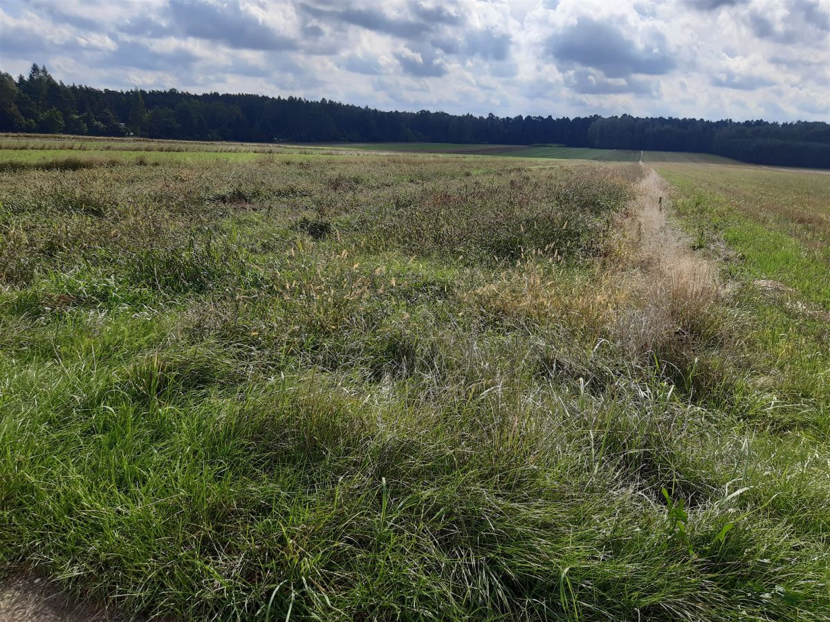 Działka rolna Barycz. Zdjęcie 3