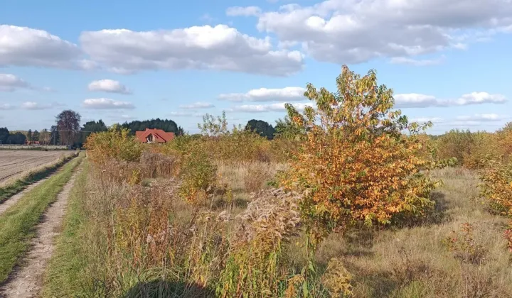 Działka rolno-budowlana Dzierżązna, ul. Akacjowa