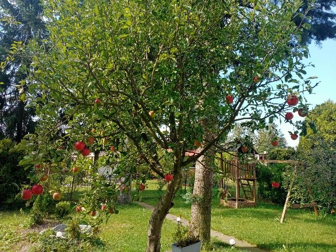 Działka rod Poddębice, ul. Północna. Zdjęcie 3