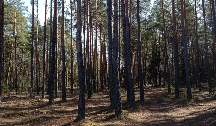 Działka leśna Czechy Orlańskie