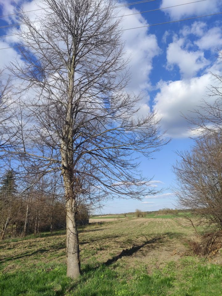 Działka rolno-budowlana Ostrów Północny. Zdjęcie 6