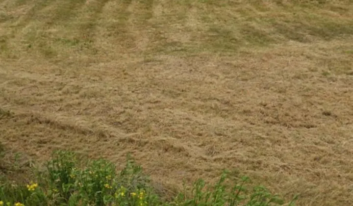 Działka rolno-budowlana Brzeg