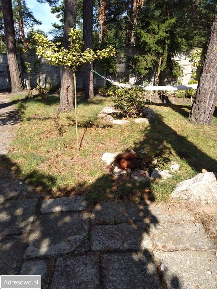 Lokal Majdan Sopocki Drugi. Zdjęcie 5